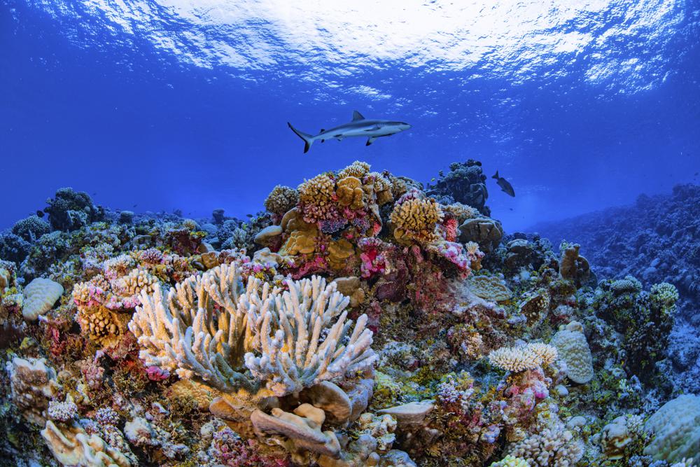 Researchers Complete First Map of Global Coral