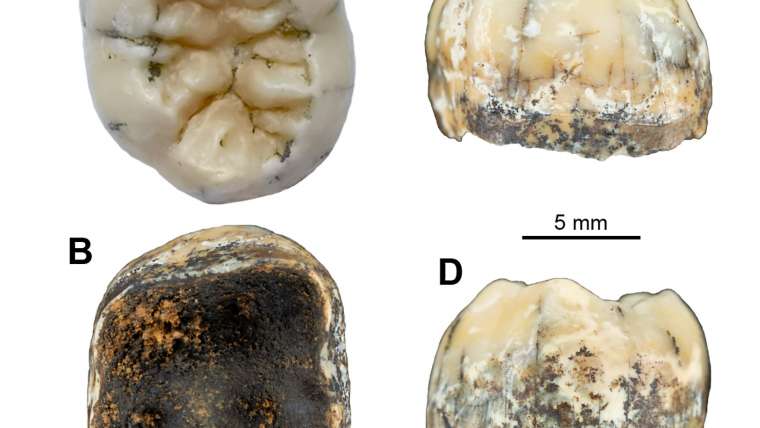 Ancient Molar Found in Laos Could Help Fill in a Gap in Human History