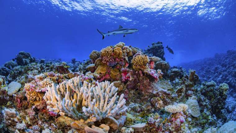 Researchers Complete First Map of Global Coral