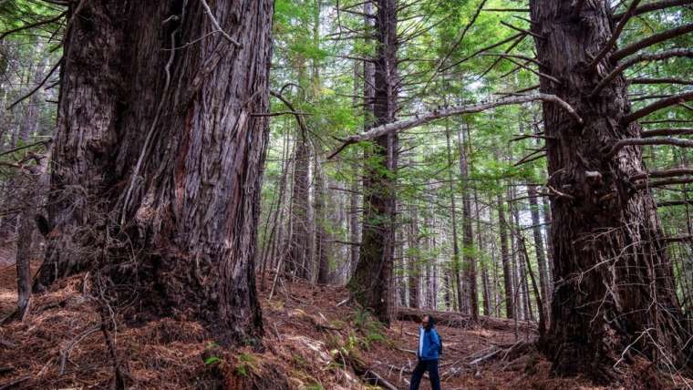 More than 500 Acres of Redwood Forest Returned to Indigenous Tribes