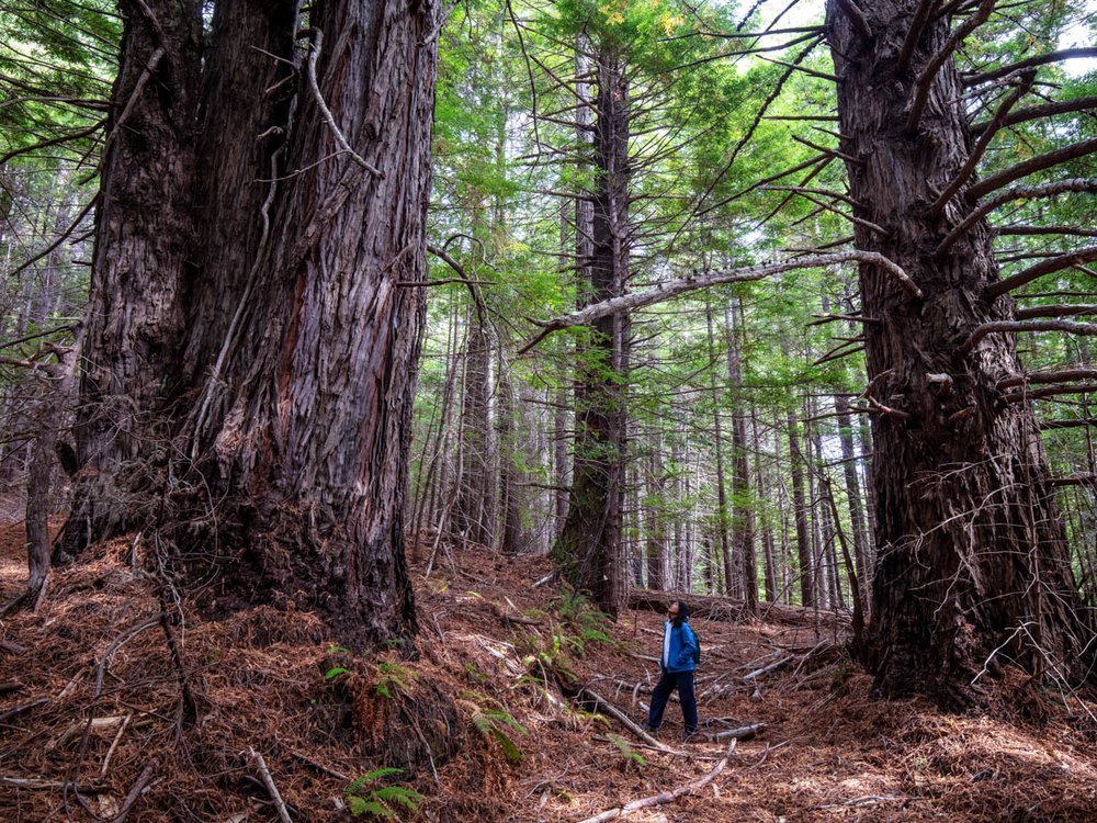 More than 500 Acres of Redwood Forest Returned to Indigenous Tribes