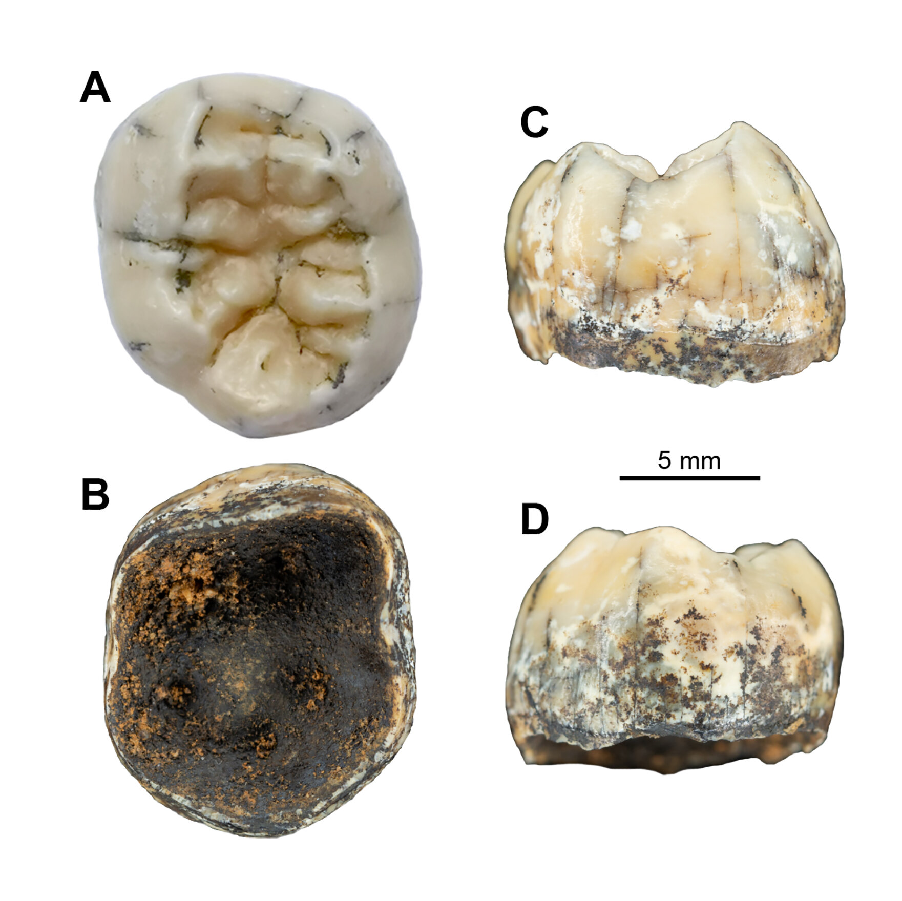 Ancient Molar Found in Laos Could Help Fill in a Gap in Human History